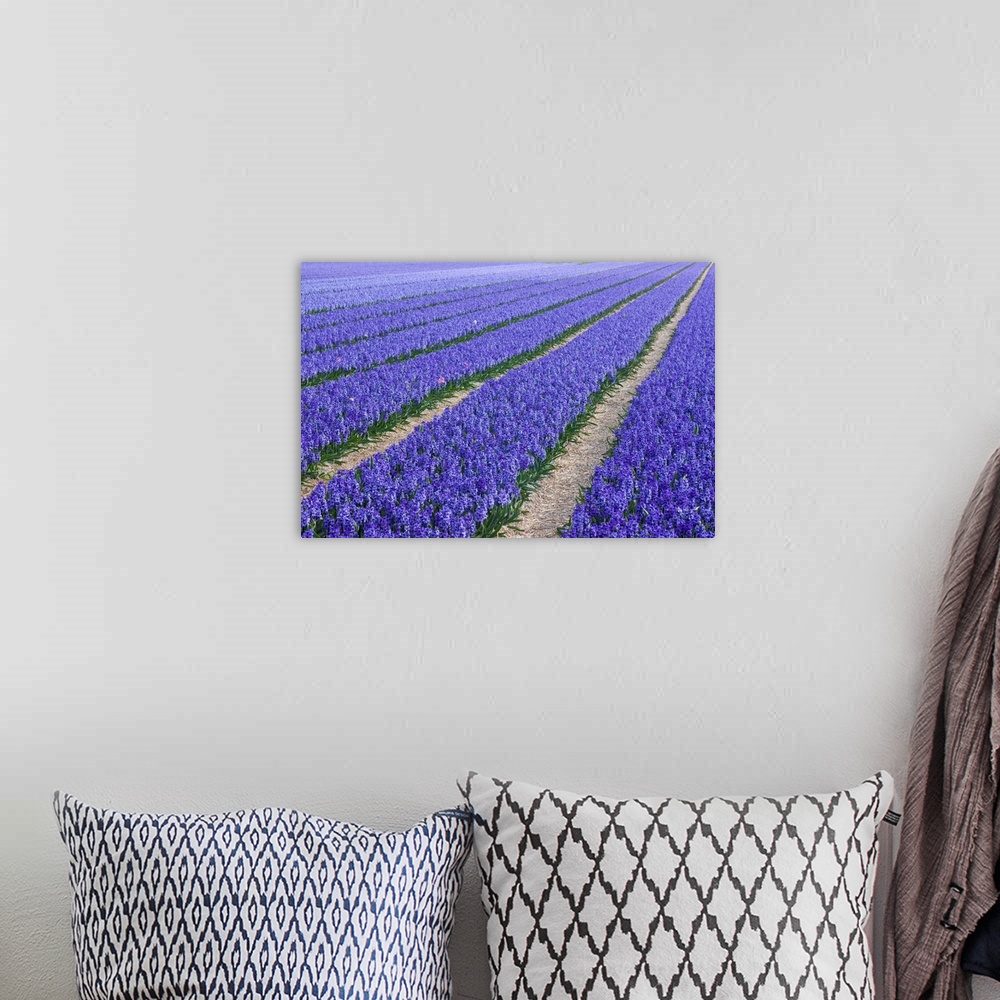 A bohemian room featuring Field Of Blue Hyacinths In Bloom In The Netherlands
