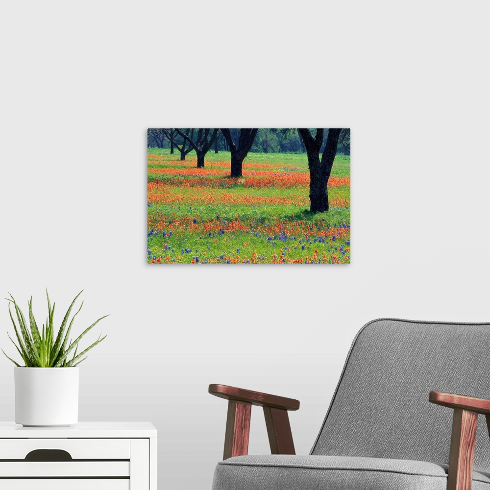 A modern room featuring Field Of Bluebonnets And Indian Paintbrush