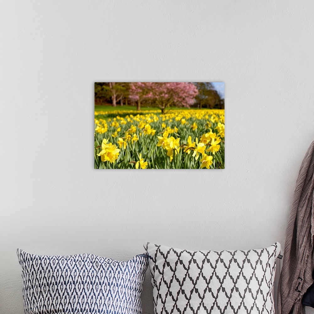 A bohemian room featuring Field of daffodils