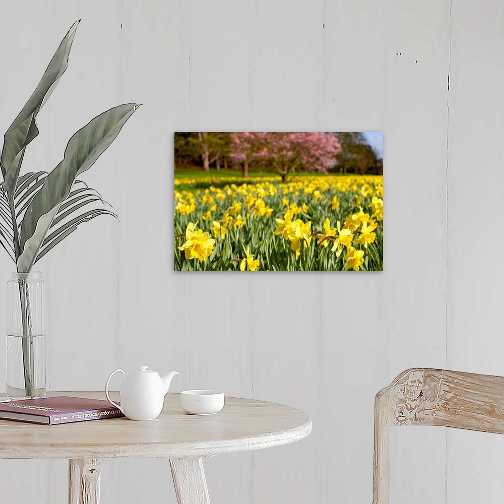 A farmhouse room featuring Field of daffodils