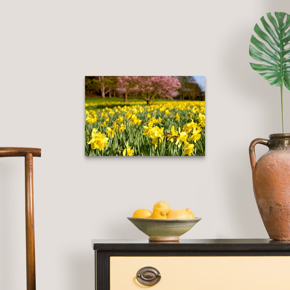 A traditional room featuring Field of daffodils
