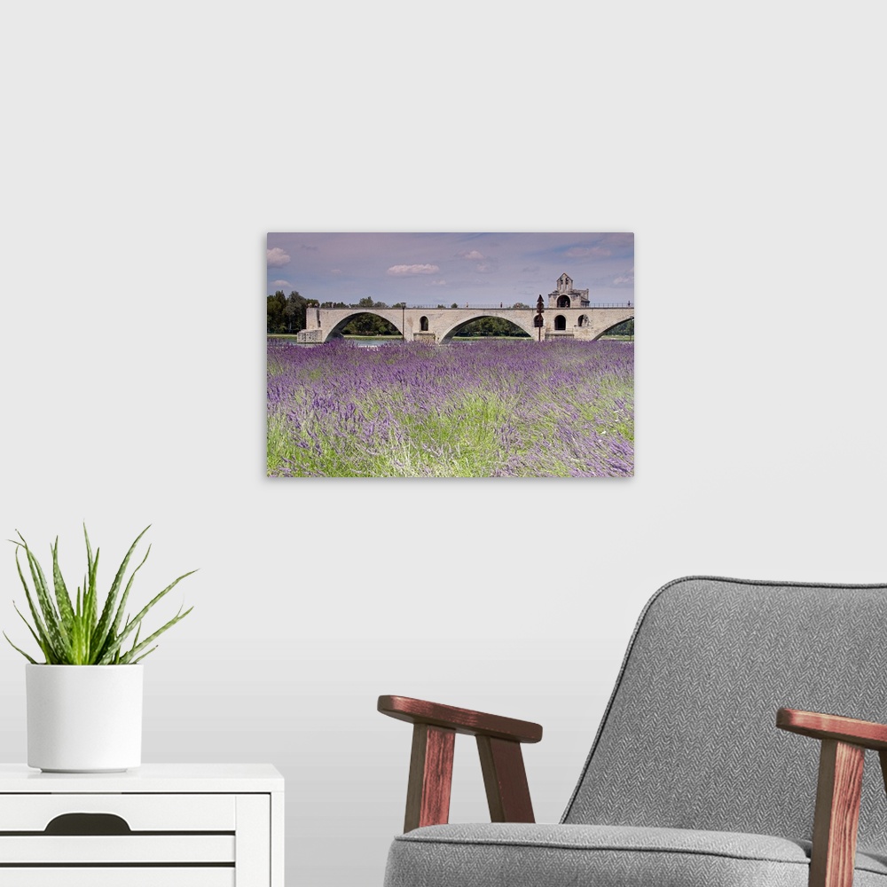 A modern room featuring Field of lavenders, St. Benezet's Bridge, Rhone River, Avignon, Provence-Alpes-Cote d'Azur, France