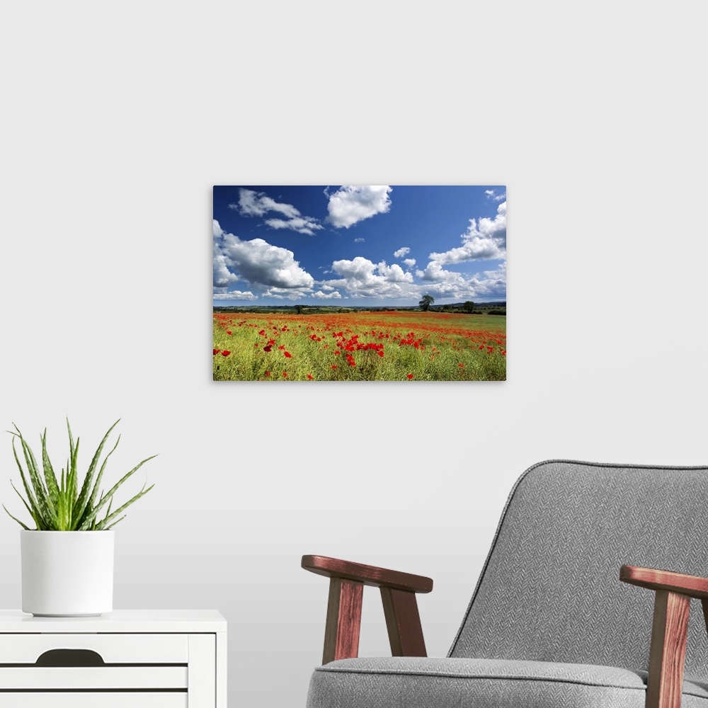 A modern room featuring Field of red poppies, Corbridge, Northumberland.