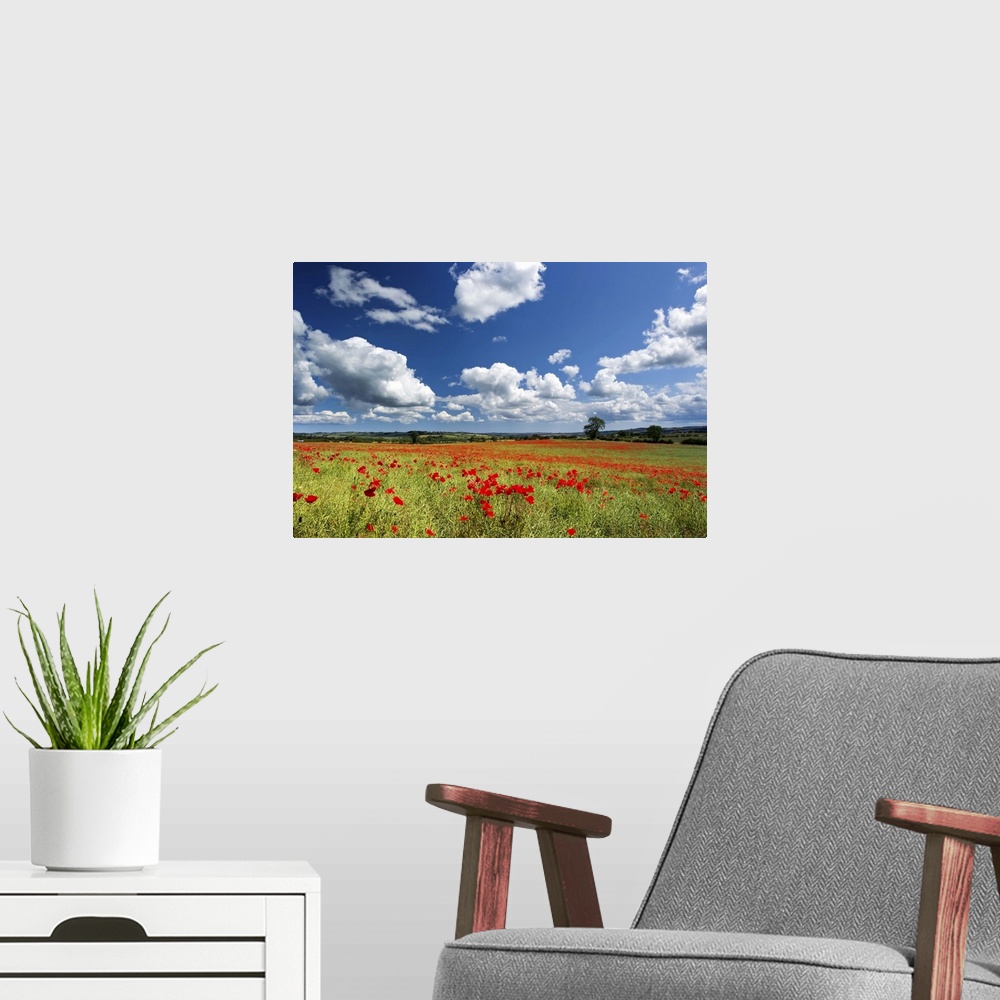 A modern room featuring Field of red poppies, Corbridge, Northumberland.