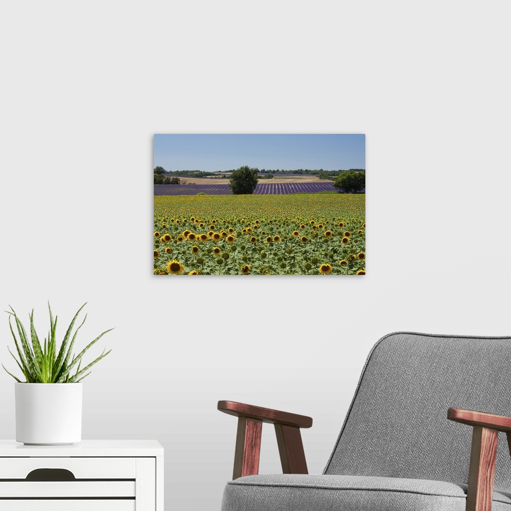 A modern room featuring Field of sunflowers in Valensol.