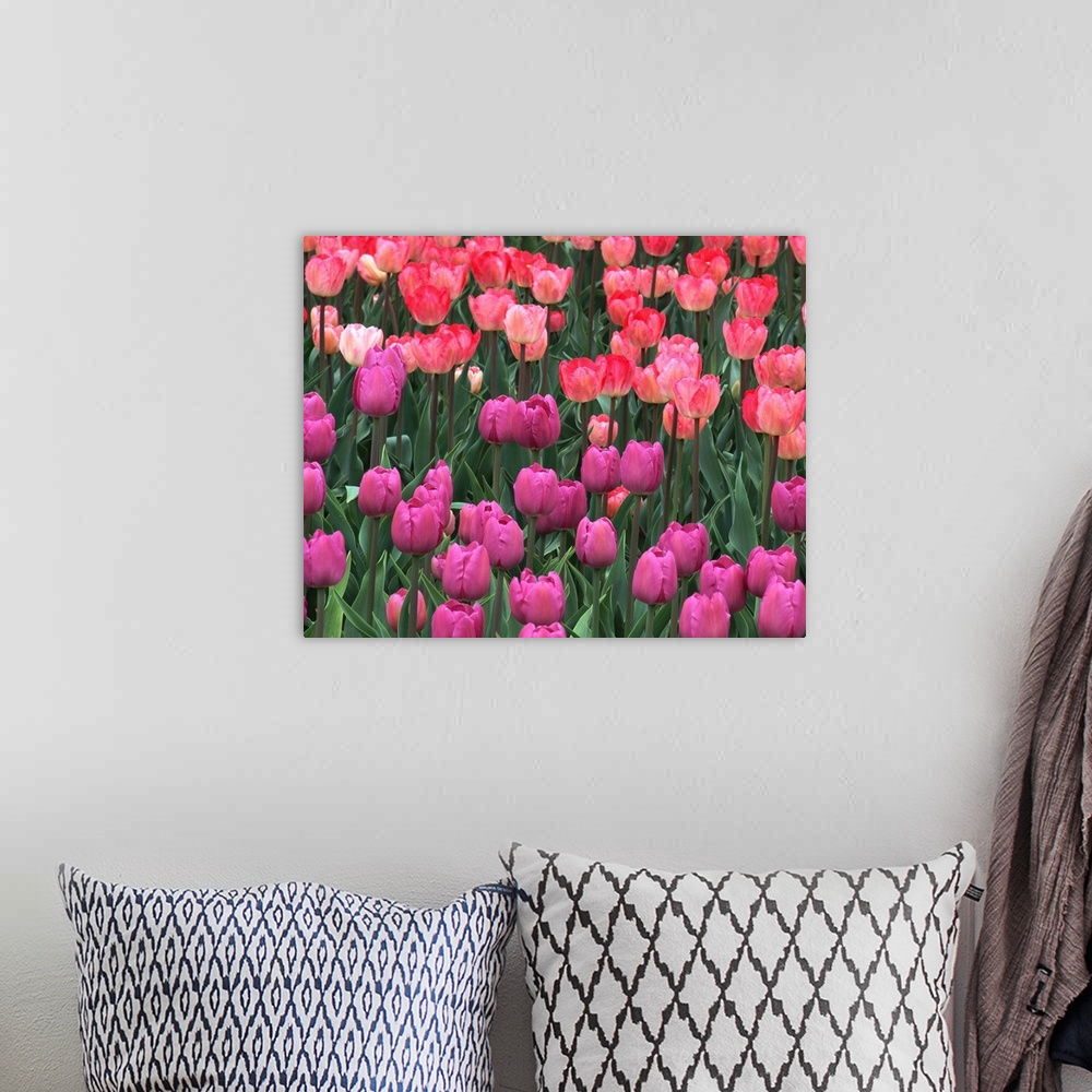 A bohemian room featuring Field of tulips