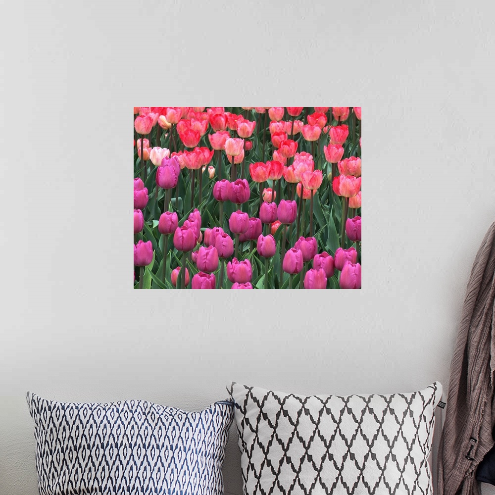 A bohemian room featuring Field of tulips