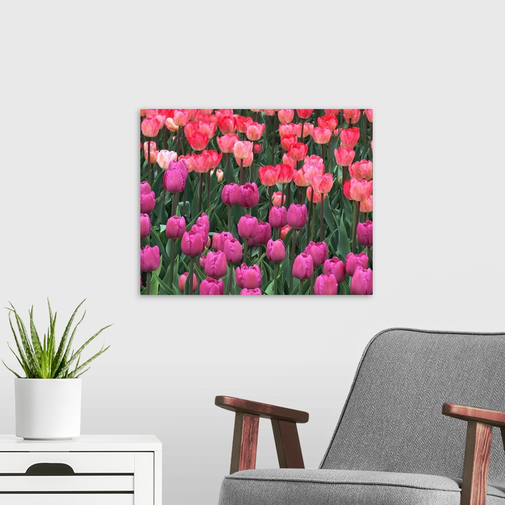A modern room featuring Field of tulips