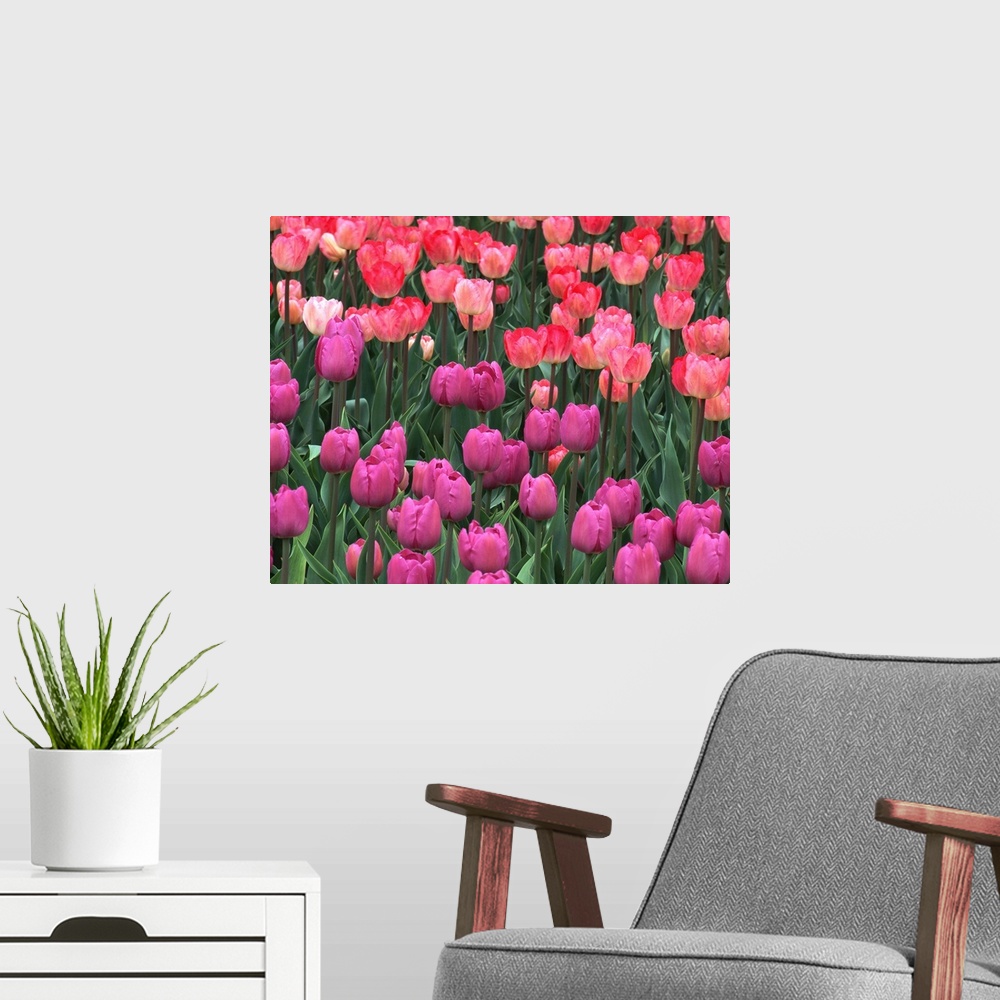 A modern room featuring Field of tulips