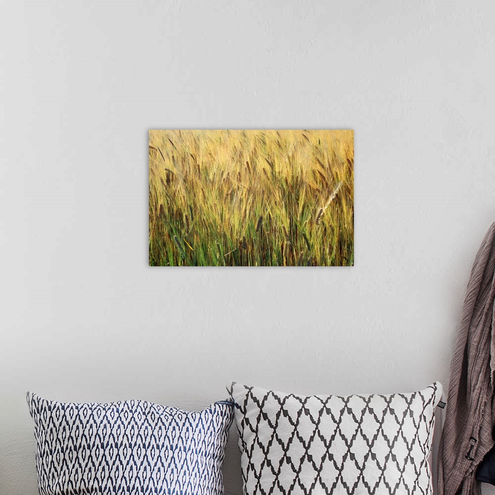 A bohemian room featuring Field of wheat