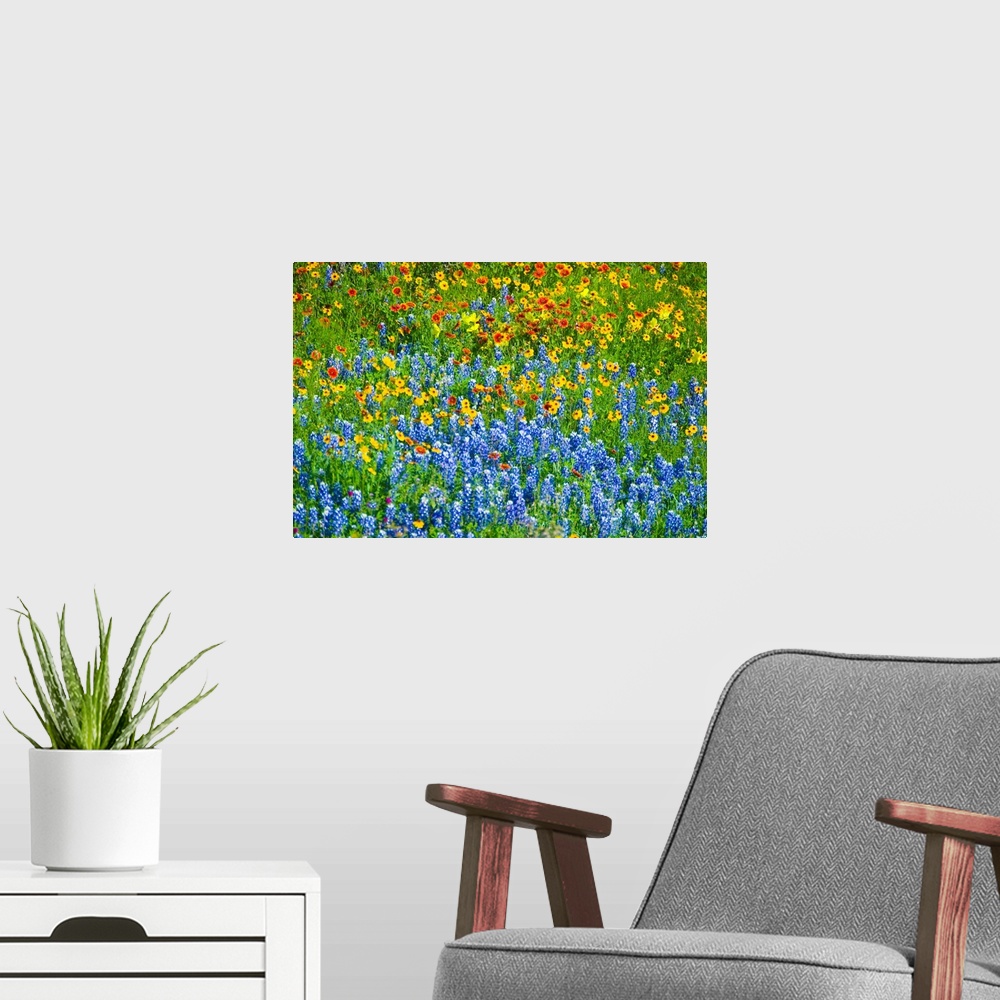 A modern room featuring Field Of Wildflowers, Texas