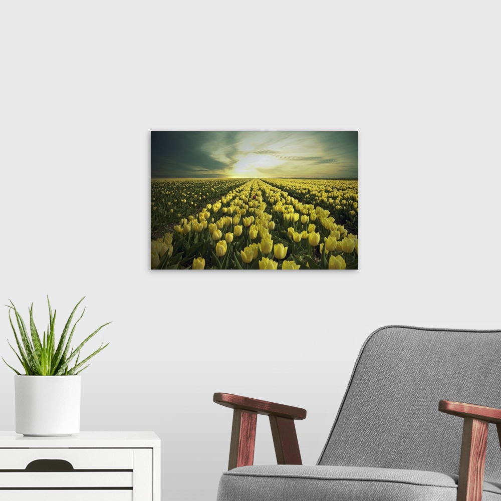 A modern room featuring Field of yellow tulips in Holland.