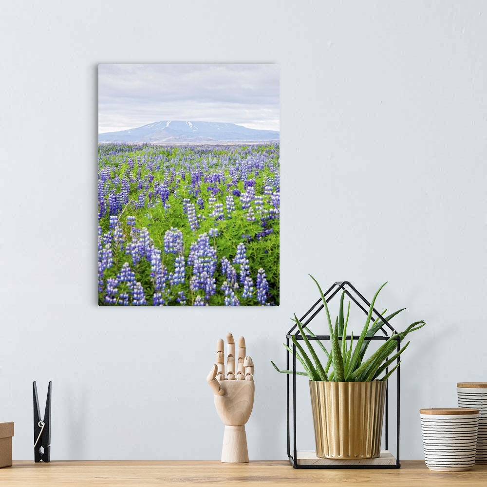 A bohemian room featuring Field with lupine flowers, with a volcano in the background, Iceland.