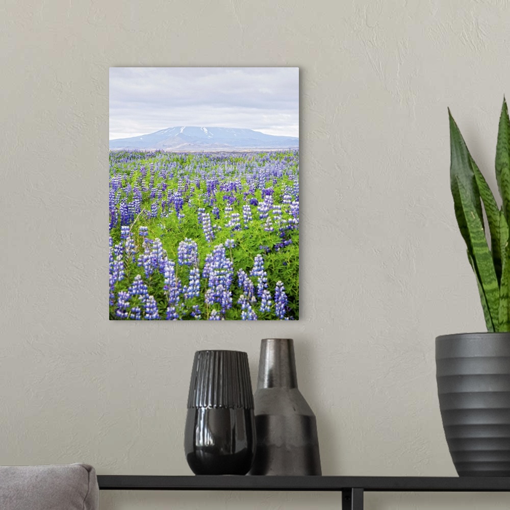 A modern room featuring Field with lupine flowers, with a volcano in the background, Iceland.