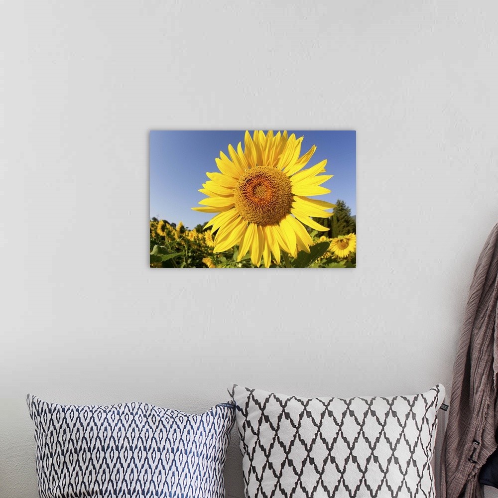 A bohemian room featuring Fields of sunflowers in the early morning sunshine around the town of Cetona,province of Siena,Tu...