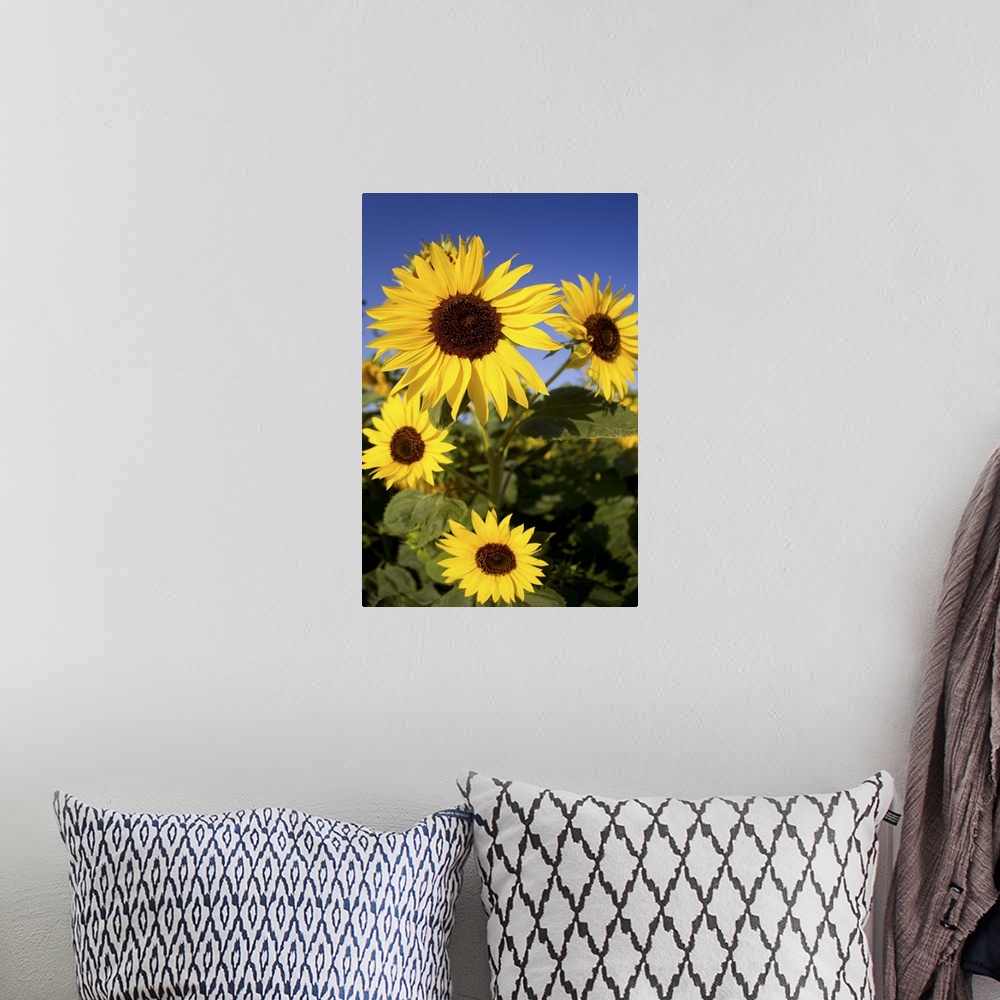 A bohemian room featuring Fields of sunflowers in the early morning sunshine around the town of Cetona,province of Siena,Tu...
