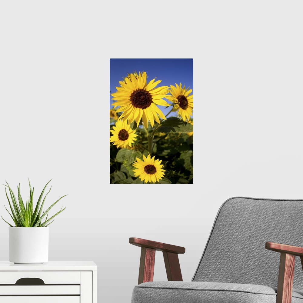 A modern room featuring Fields of sunflowers in the early morning sunshine around the town of Cetona,province of Siena,Tu...