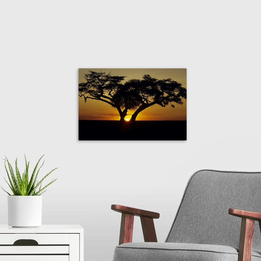 A modern room featuring A landscapre photograph of a beautiful sunset taken on the horizon through a fig tree in Africa.