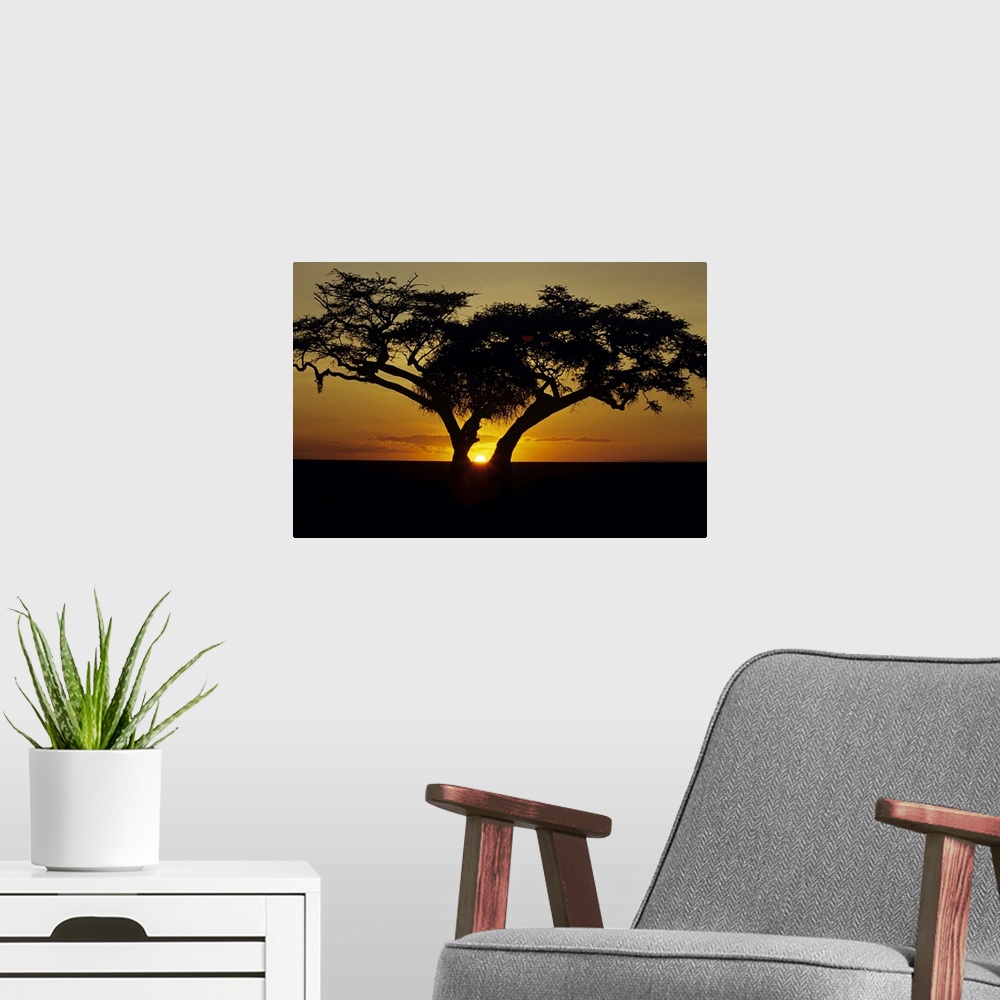 A modern room featuring A landscapre photograph of a beautiful sunset taken on the horizon through a fig tree in Africa.