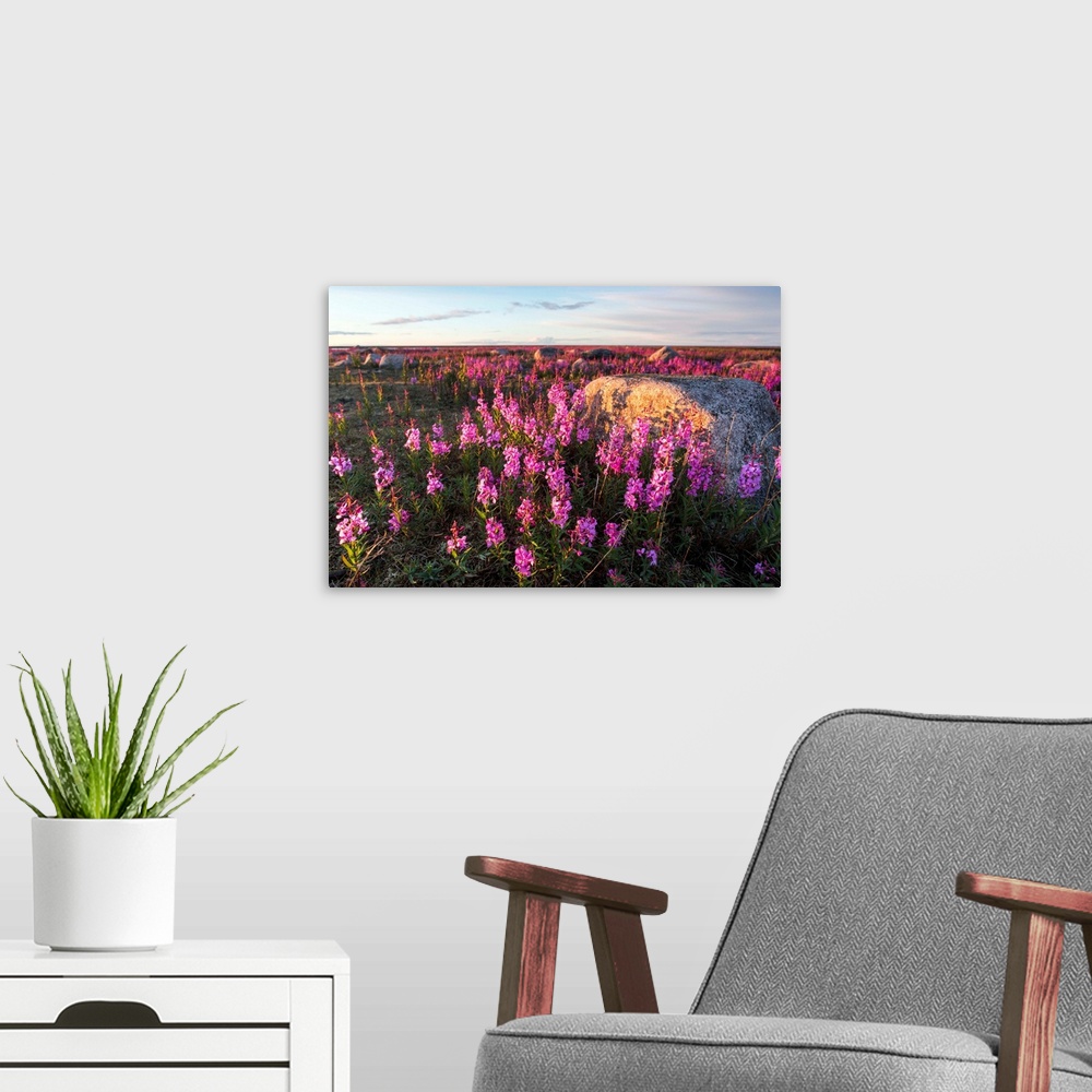 A modern room featuring Canada, Manitoba, Fireweed (Chamerion angustifolium) lit by setting midnight sun on sub-arctic tu...