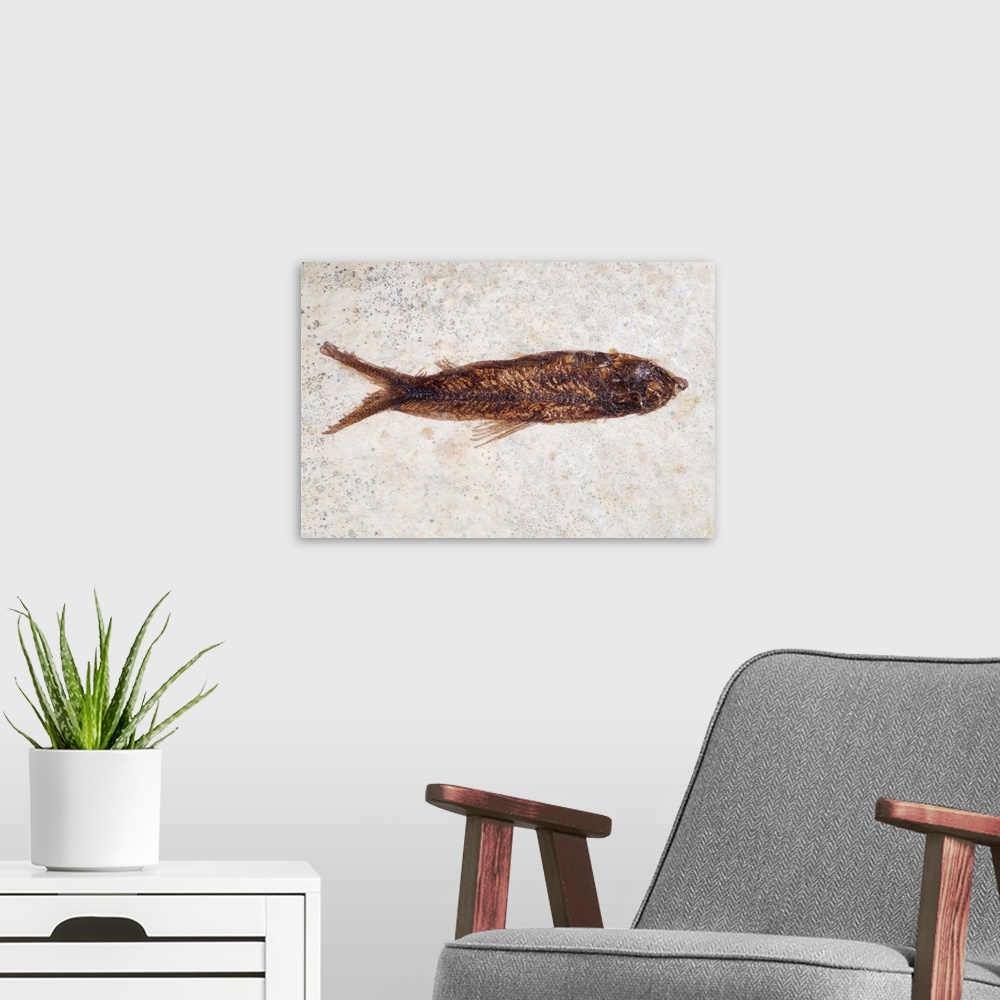 A modern room featuring Fish fossil. This specimen was found in the Green River Formation, Wyoming, USA, which dates to a...