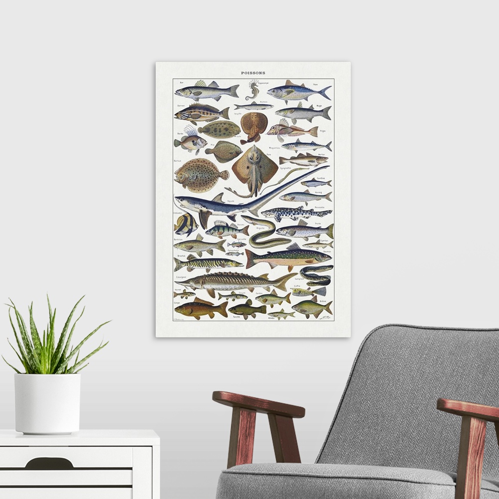 A modern room featuring Old illustration about fishes by Adolphe Philippe Millot printed in the french dictionary "Dictio...
