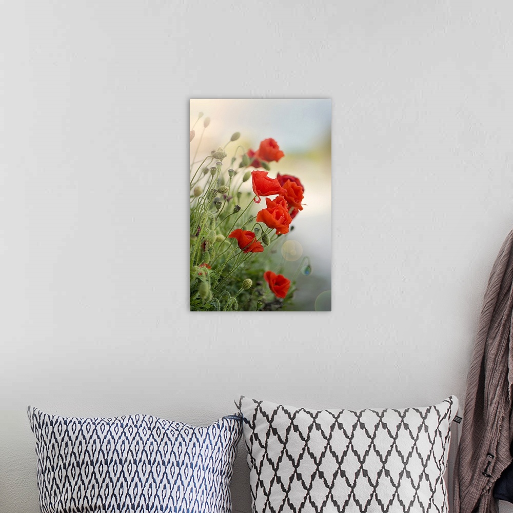 A bohemian room featuring Flanders poppy with sun flare.