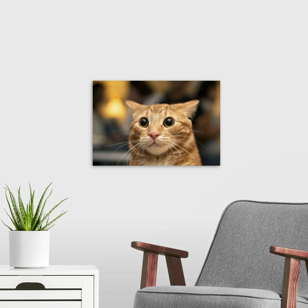 A modern room featuring Flash photo of marmalade or orange cat looking surprised with large eyes, ears back.