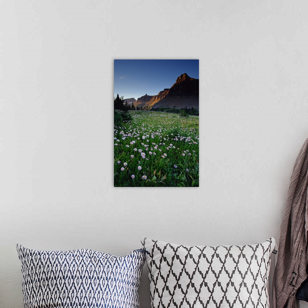 A bohemian room featuring Fleabane in alpine meadow at Logan Pass , Glacier National Park , Montana