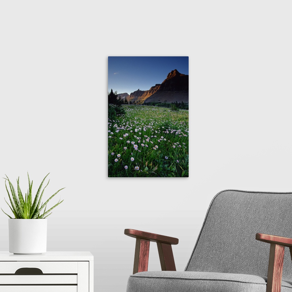 A modern room featuring Fleabane in alpine meadow at Logan Pass , Glacier National Park , Montana