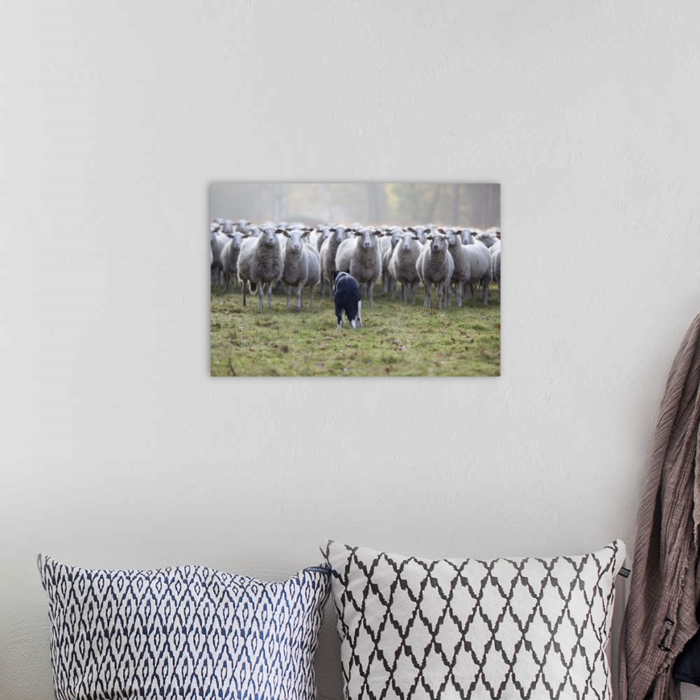 A bohemian room featuring Sheep standing in flock with Border Collie dog in grass.