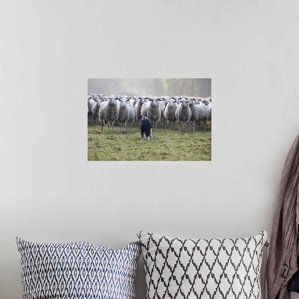 A bohemian room featuring Sheep standing in flock with Border Collie dog in grass.