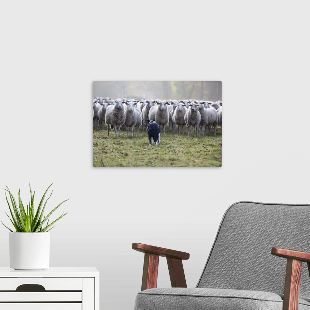 A modern room featuring Sheep standing in flock with Border Collie dog in grass.