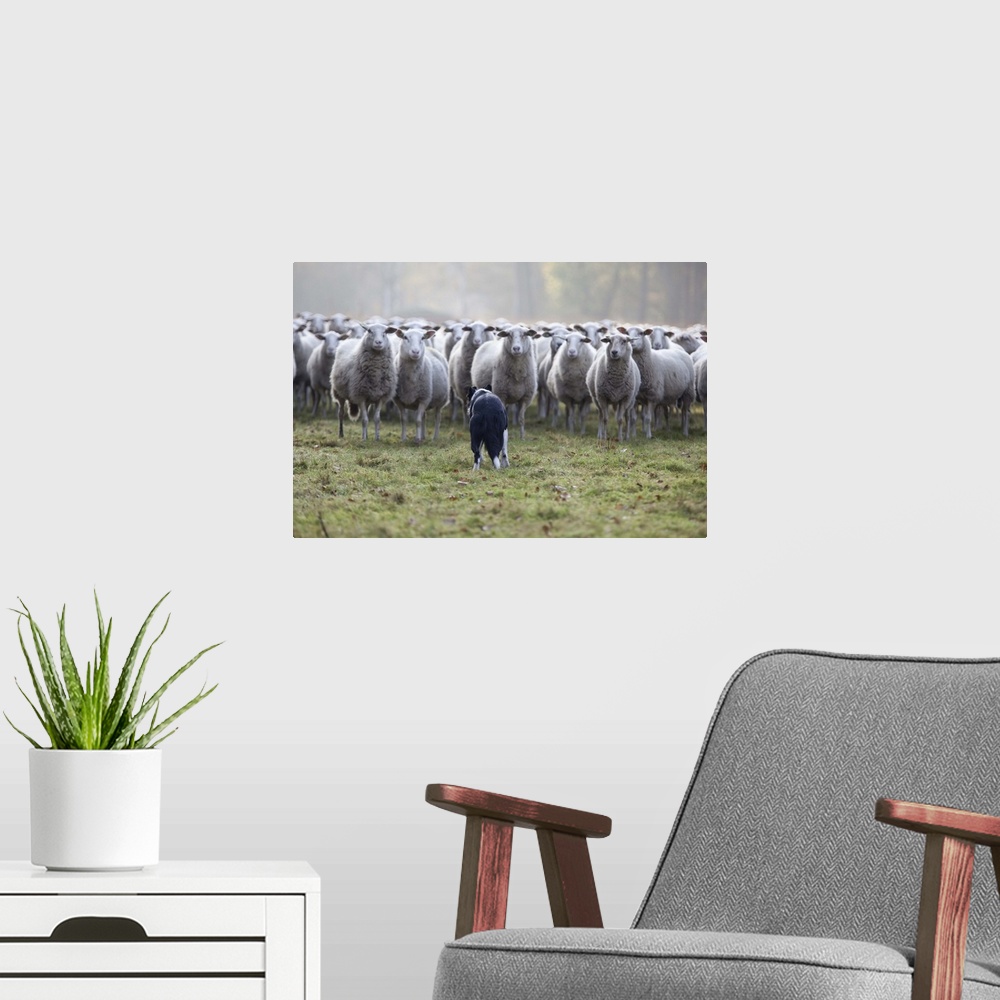 A modern room featuring Sheep standing in flock with Border Collie dog in grass.