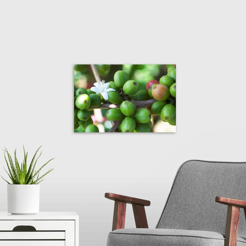 A modern room featuring A white blossom on an Arabica coffee plant during harvest at Socfinaf's Oakland Estates plantation.