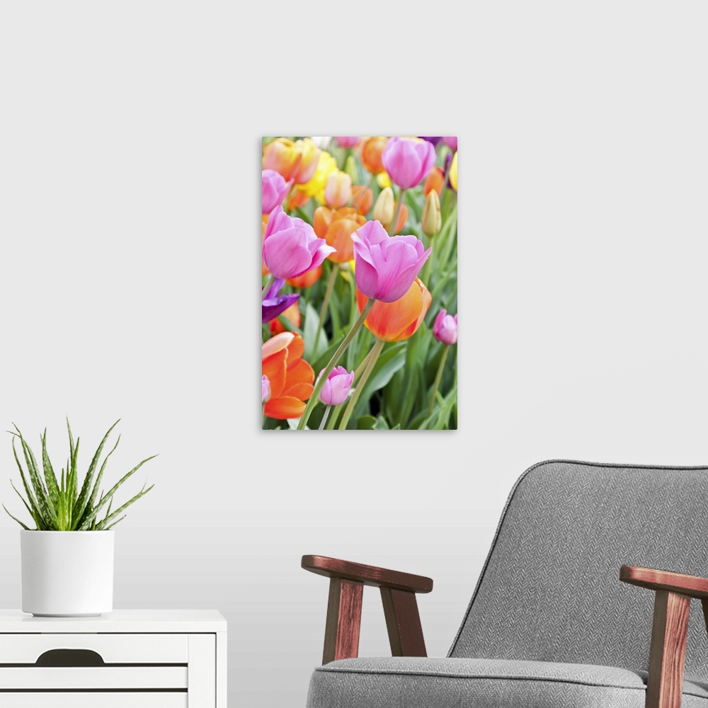A modern room featuring Flower bed with colorful tulips at the National Mall in Washington, DC. Selective focus on the fo...