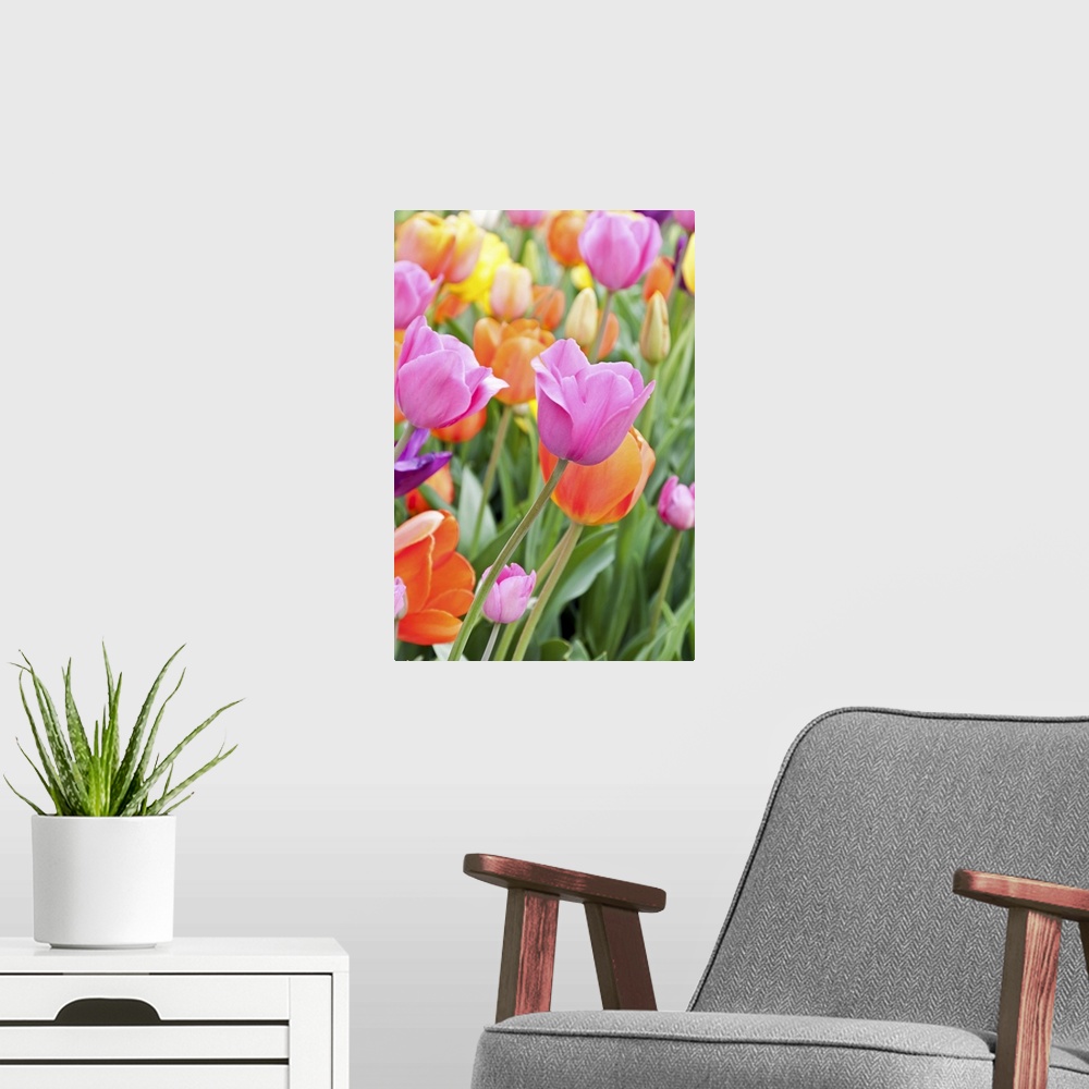 A modern room featuring Flower bed with colorful tulips at the National Mall in Washington, DC. Selective focus on the fo...