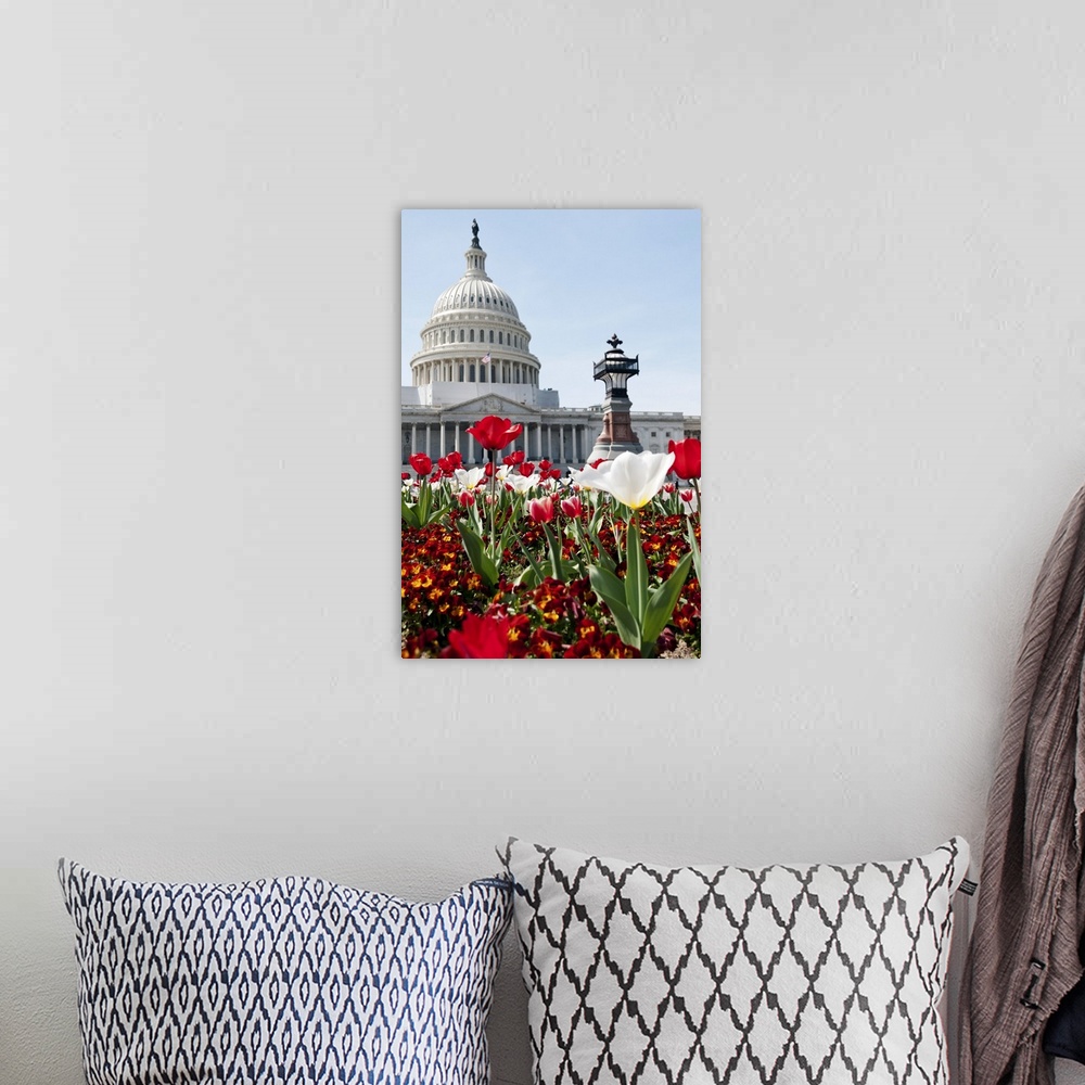 A bohemian room featuring Spring time in Washington, DC. Flower bed with tulips in front of the US Capitol Building. Select...