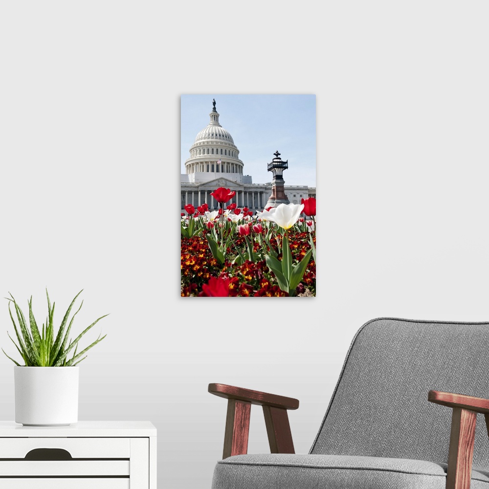 A modern room featuring Spring time in Washington, DC. Flower bed with tulips in front of the US Capitol Building. Select...
