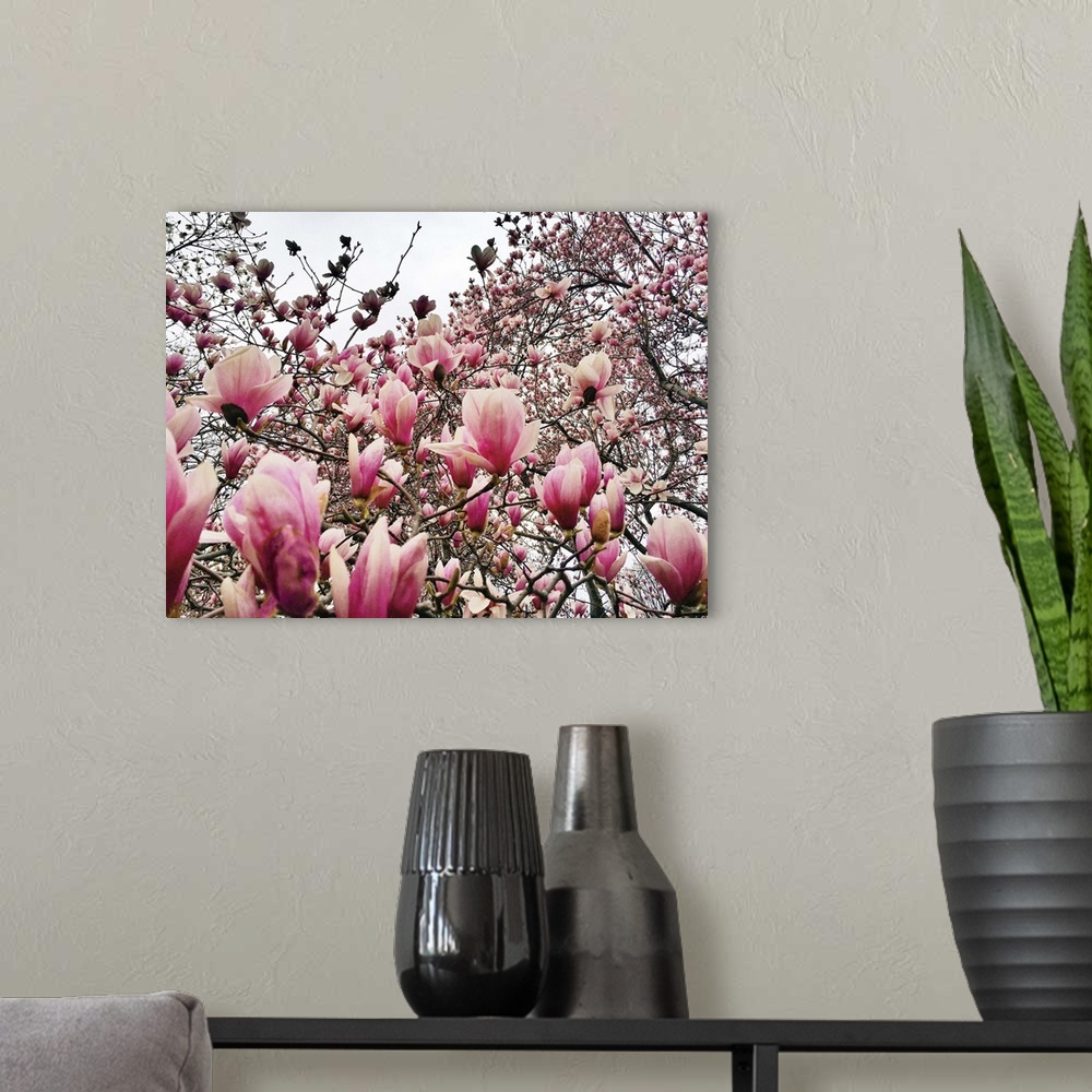 A modern room featuring Flowering magnolia trees in New York City's Central Park during springtime