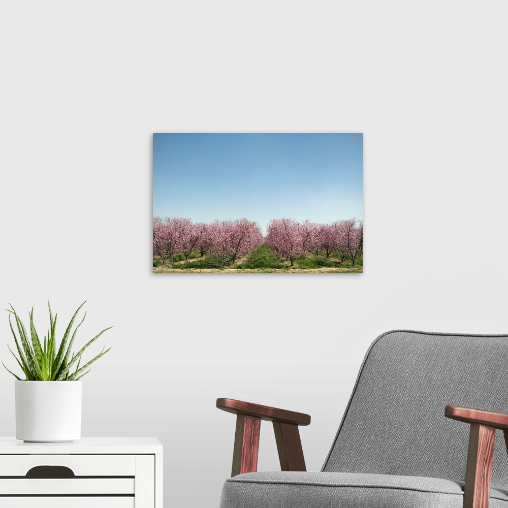A modern room featuring Flowering peach trees (Prunus persica) in orchard.