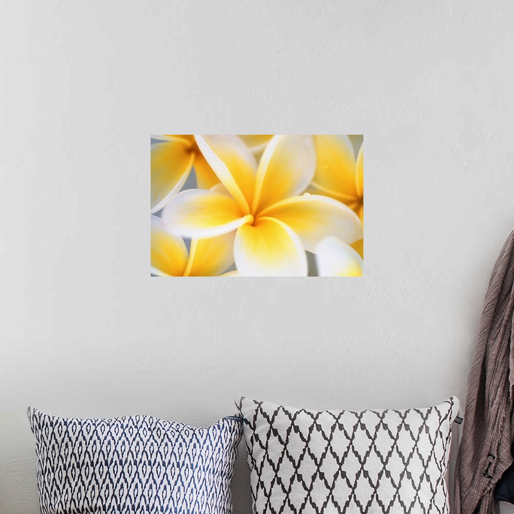 A bohemian room featuring Big photograph focuses on a close-up of a brightly colored group of flowers.