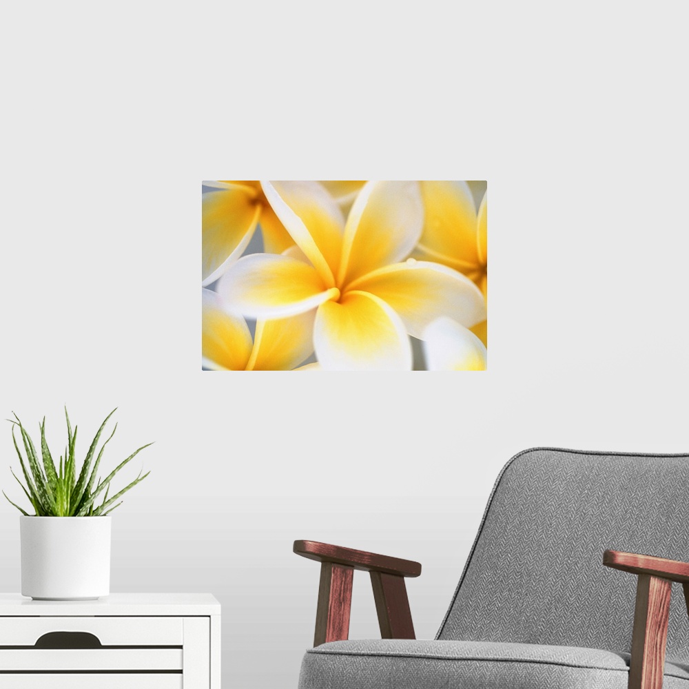 A modern room featuring Big photograph focuses on a close-up of a brightly colored group of flowers.