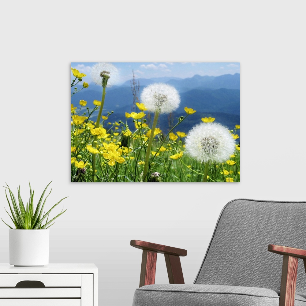 A modern room featuring Buttercups, blowballs and more blossom on this delightful high spring meadow with range blue Alpi...