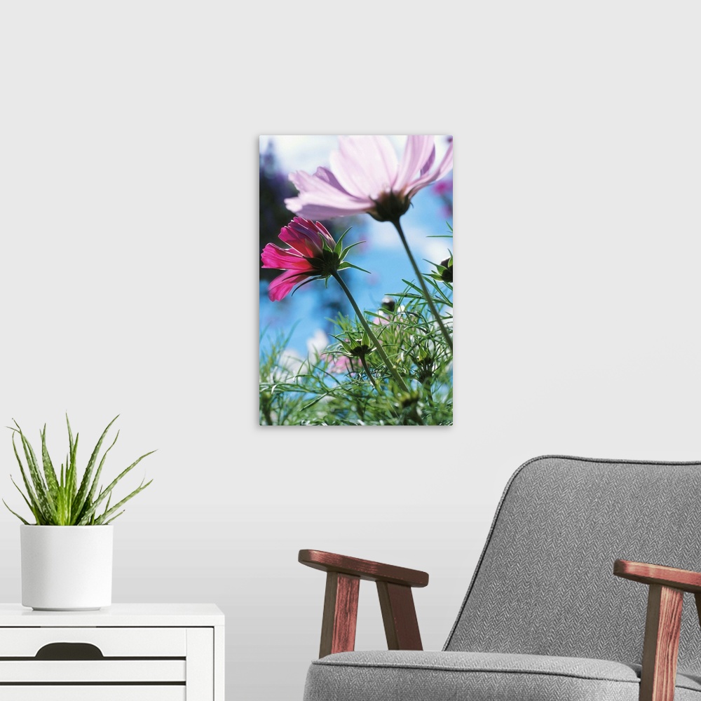 A modern room featuring Flowers in a field