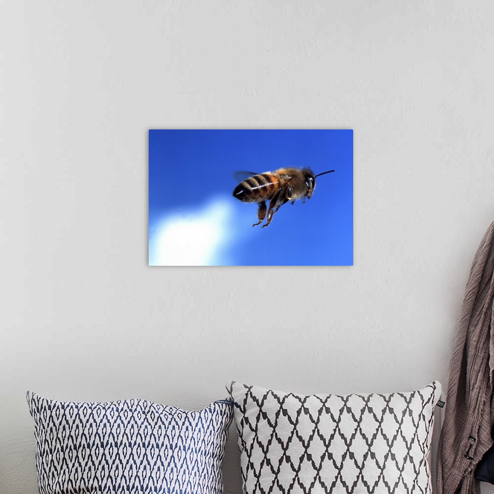A bohemian room featuring flying bee
