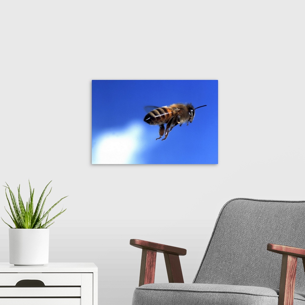 A modern room featuring flying bee