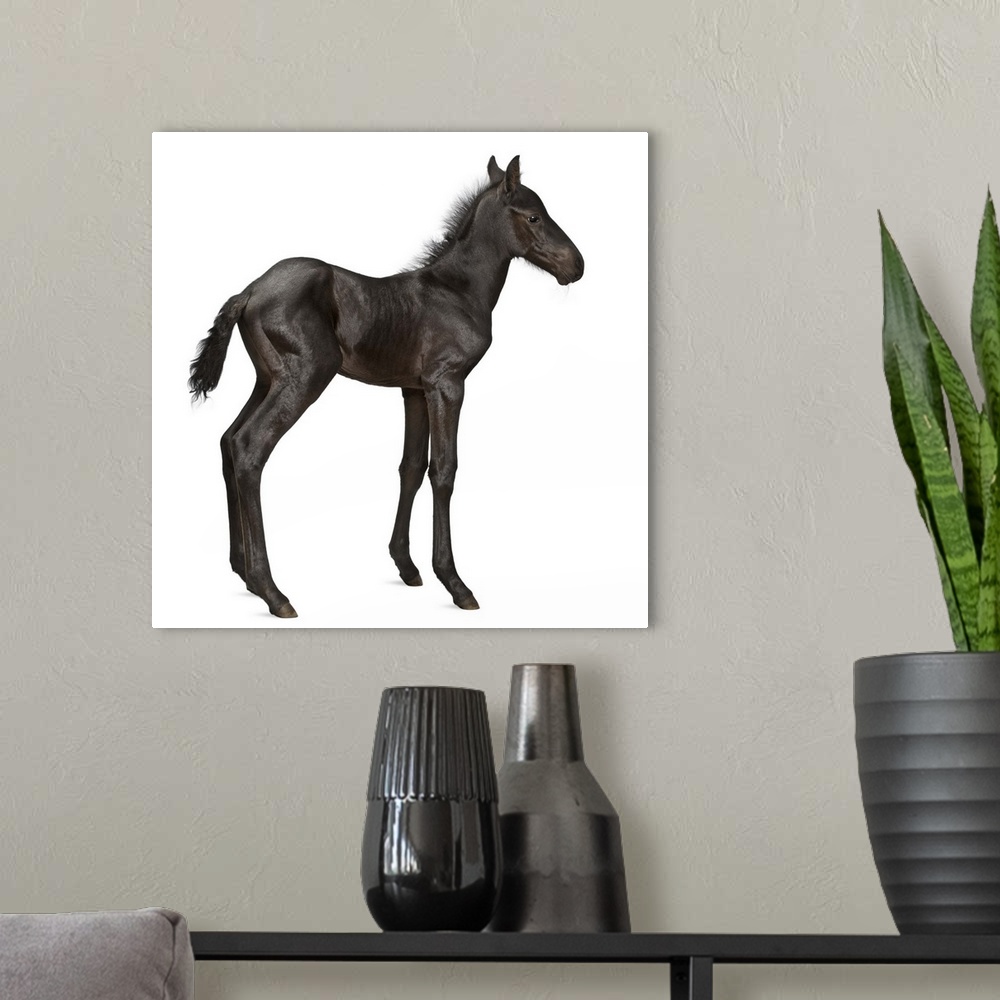 A modern room featuring Foal (1 week old)