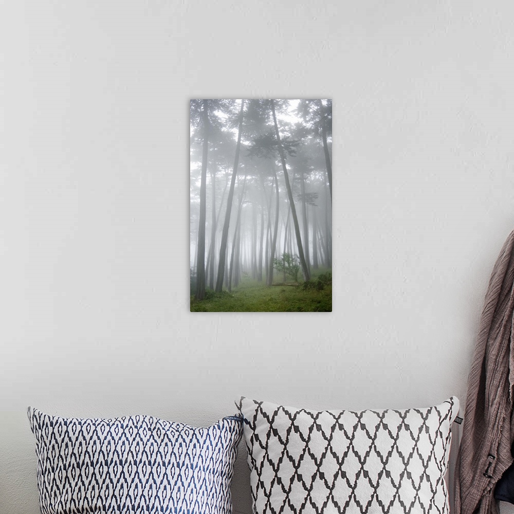 A bohemian room featuring USA, California, San Francisco, The Presidio, Fog surrounding Cypress trees in forest