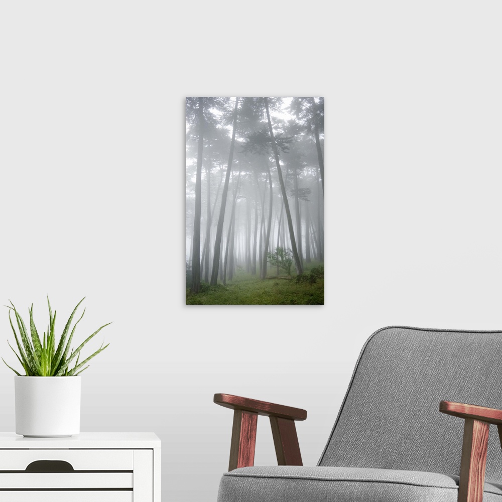 A modern room featuring USA, California, San Francisco, The Presidio, Fog surrounding Cypress trees in forest